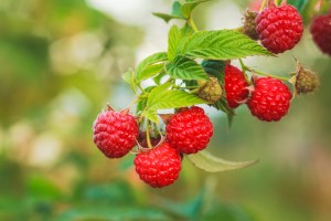 Raspberry. Raspberries. Growing Organic Berries Closeup