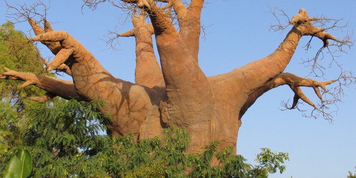 albero di baobab